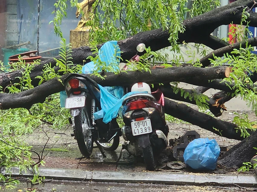 Cây me bất ngời đổ ở TPHCM Làm 5 người...